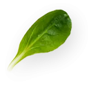 shape